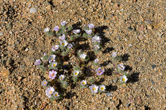 Mojave Desertstar is found in far southwestern United States in Arizona, California and Nevada. There are only 2 species in Monoptilon, the other being Daisy Desertstar. Monoptilon bellioides.